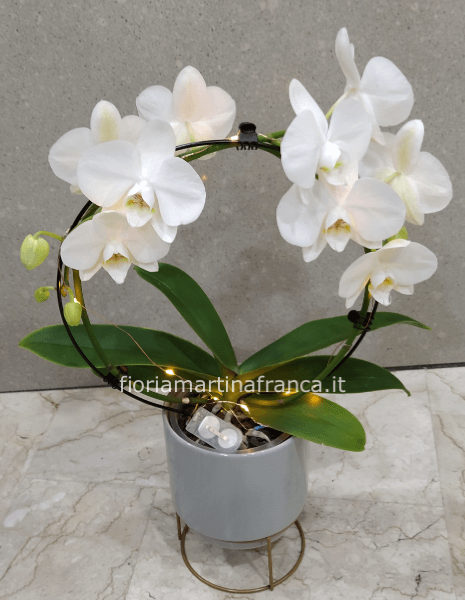 Pianta di Phaleonopsis con vaso