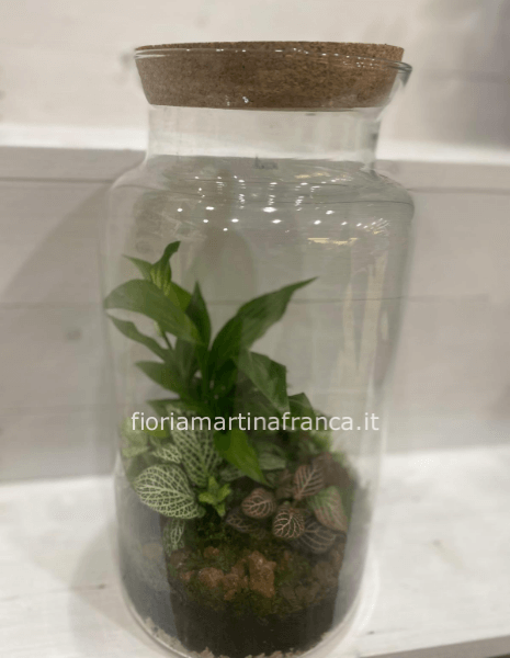 Vaso terrarium con piante vere